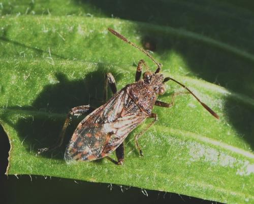 Stictopleurus sp.